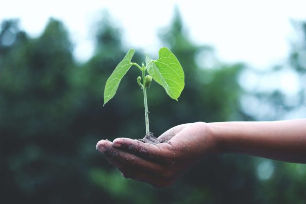 A plant shoot being held in the palm of a hand