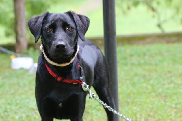 black labrador looking at camera