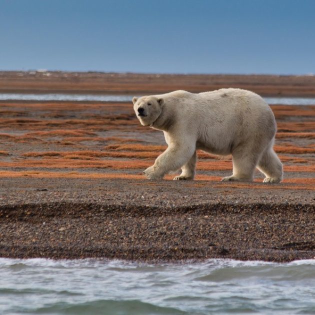 Polar bear roaming on tundra
